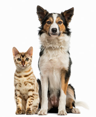 Caniland Garderie pour chien et chat