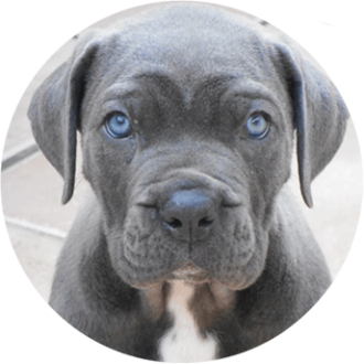 Cane-Corso chien race - Caniland's Dream