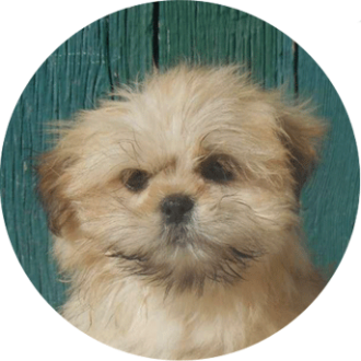 Lhassa-apso chien race - Caniland's Dream