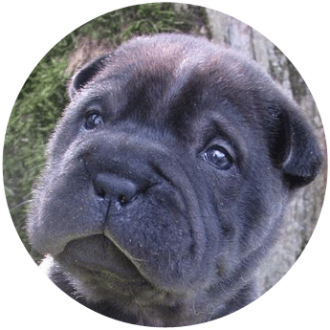 Sharpei chien race - Caniland's Dream